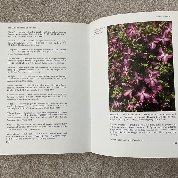 CLEMATIS The Queen of Climbers - Picture 3 of 3